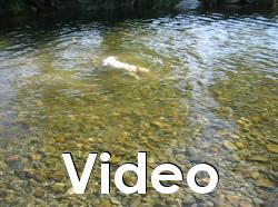 thumbnail image with the word Video